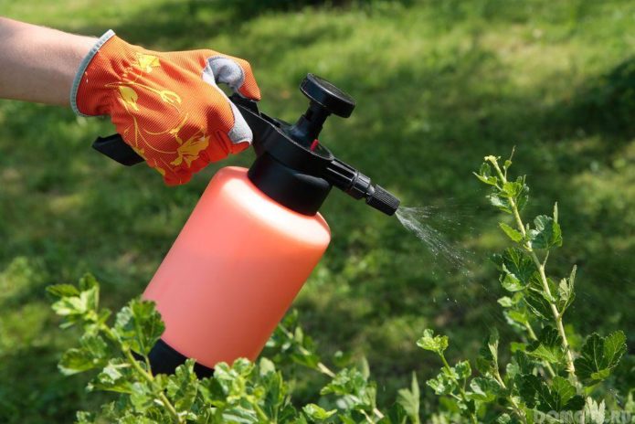 Foliar top dressing of gooseberries