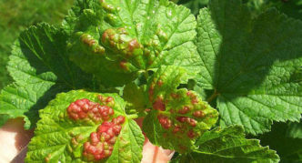 Bulging red spots on currant leaves