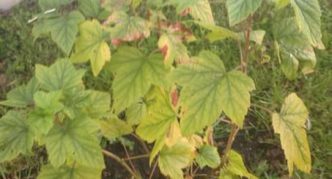 Currant leaves turn yellow