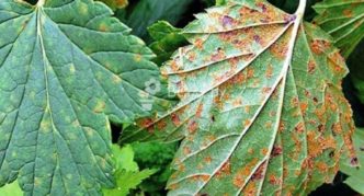 Rust colored spots on currant leaves