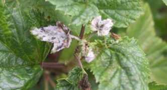 White bloom on currant leaves