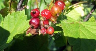 Cobweb on currant