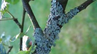 Stains on currant bark