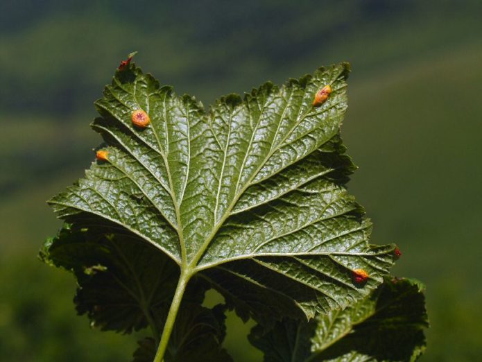 Goblet currant rust