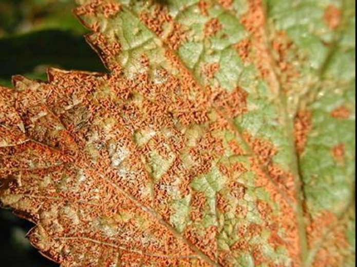 Columnar currant rust