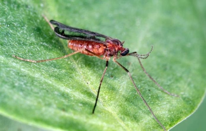 Currant gall midge