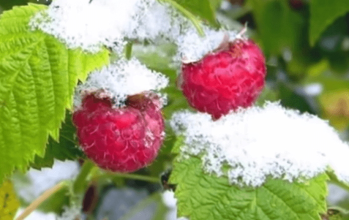 Raspberries in the snow