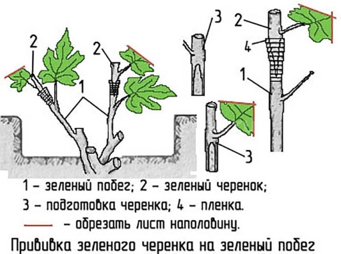 Grafting of grapes with green shoots in green