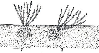 Planting on different soil