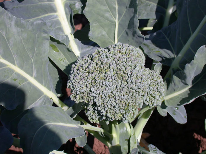 Early ripe variety of broccoli cabbage Tonus