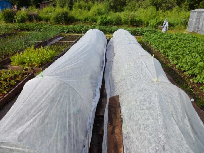 Shelter of broccoli cabbage crops