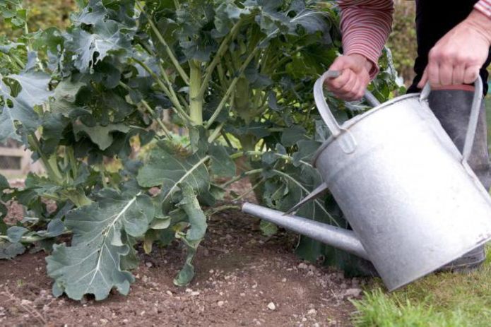 Watering broccoli cabbage