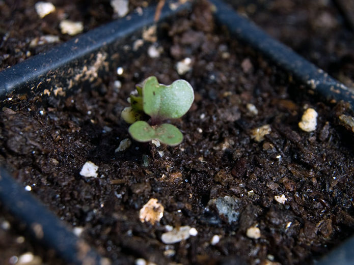 Sowing broccoli cabbage seeds