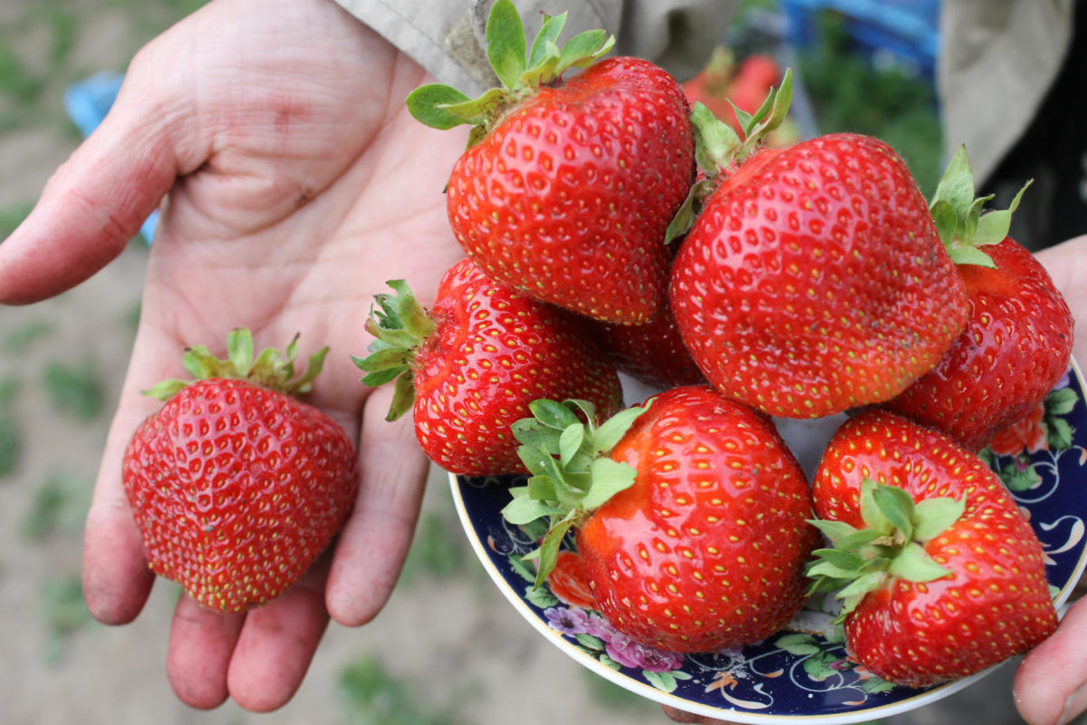 garden strawberry