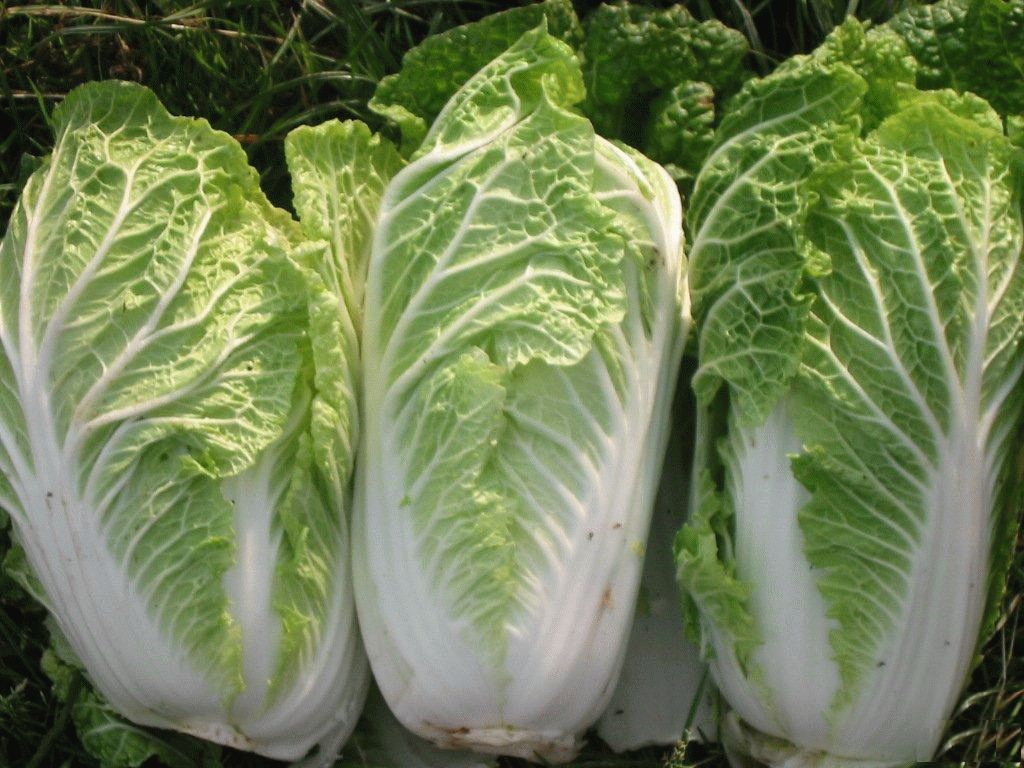 Chinese cabbage