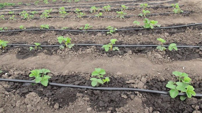 drip irrigation