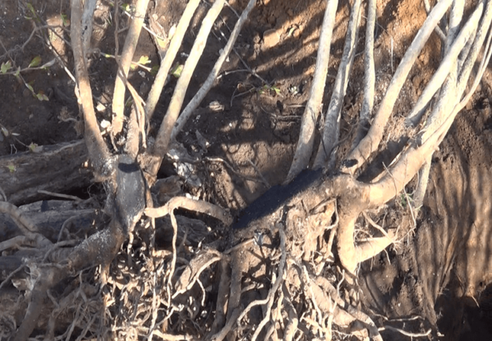 Separation of an adult chokeberry bush when transplanting