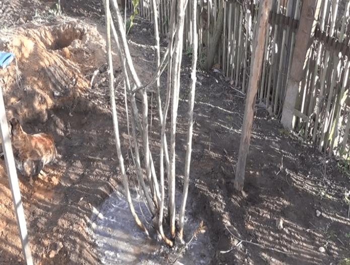 Planting an adult chokeberry bush