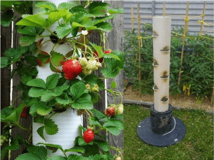 Planting a dugout in vertical pipes