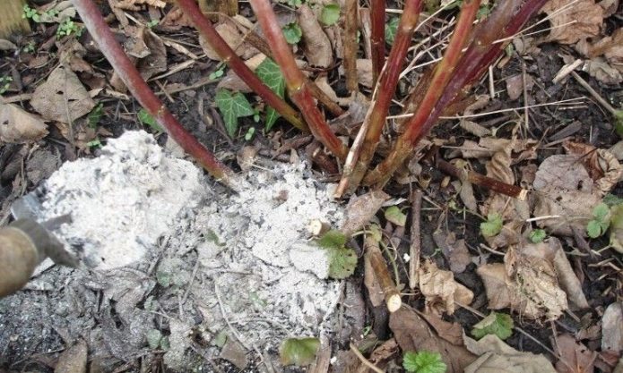 Fertilizing a bush with ash