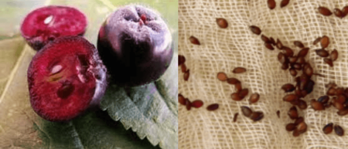 Chokeberry fruits and seeds