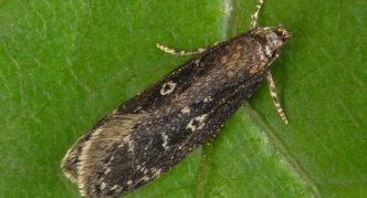 Rowan moth