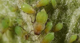 Green apple aphid