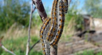 Hawthorn caterpillars