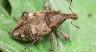 Leaf weevil