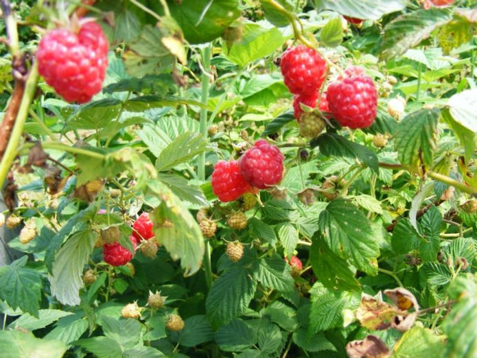 Raspberry bush