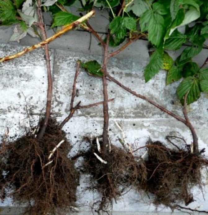 Raspberry seedlings