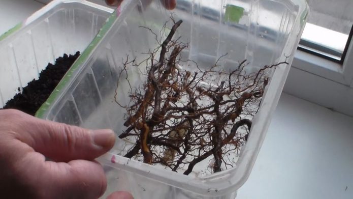 Root cuttings