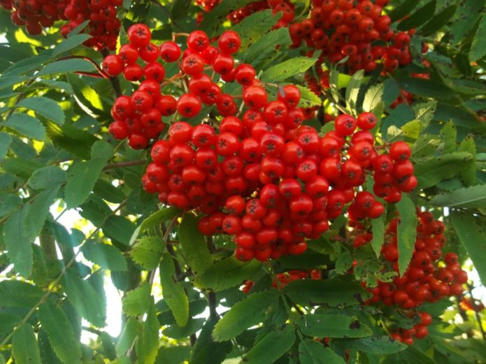 Rowan berries