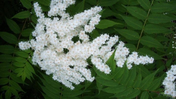 Rowan blossom