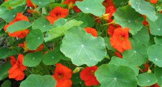 Nasturtium