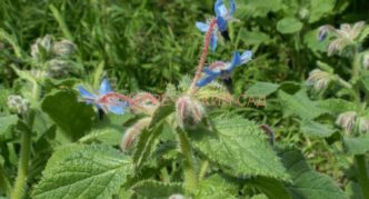 Cucumber herb