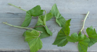 Green currant stalk