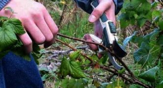 Harvesting cuttings