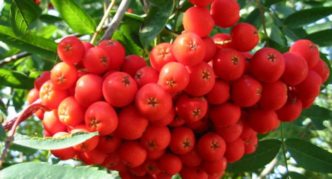 Rowan variety Scarlet large