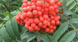 Rowan variety Vefed