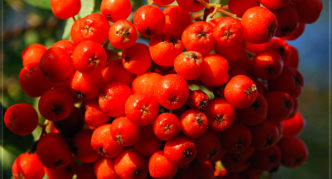 Rowan variety Fabulous