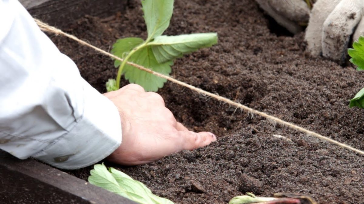 planting strawberries