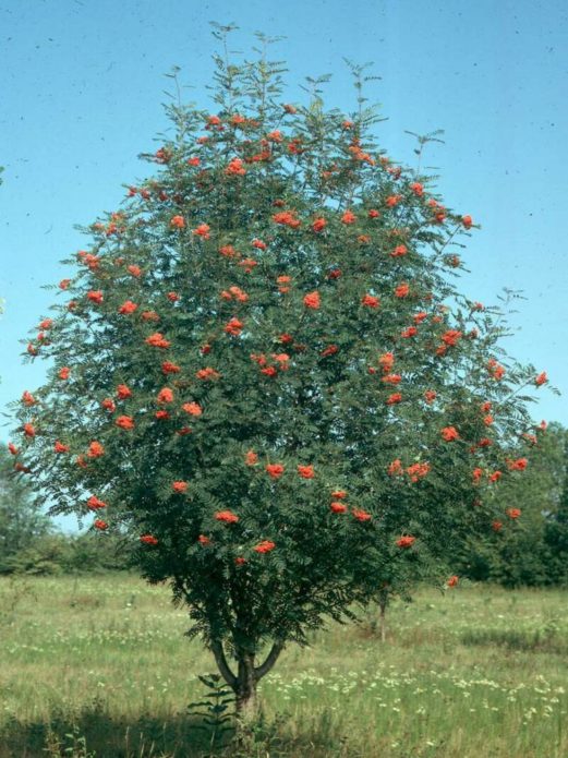 Red rowan