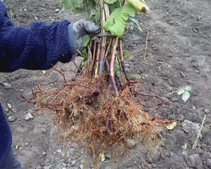 Raspberries on cuttings