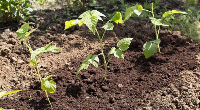 Green cuttings in the garden