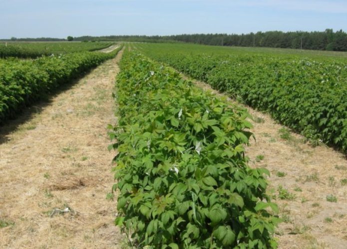 Raspberry plantation