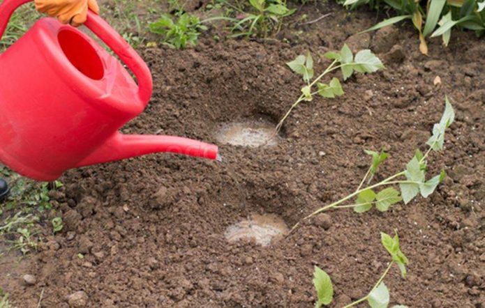 Planting seedlings in open ground