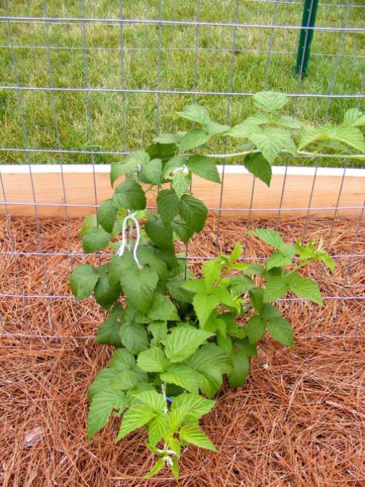 Raspberry mulching