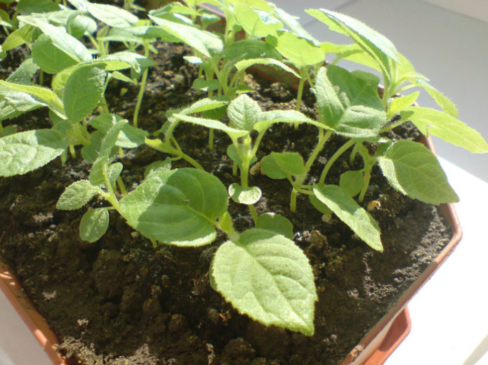 Seedlings of kolomikty