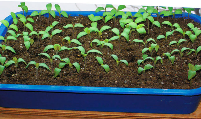 Raspberry seedlings